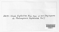 Melampsora euphorbiae image